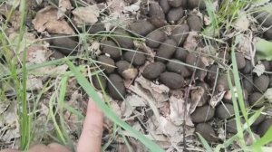 Встреча с Лосем в лесу Новосибирского заказника в Кудряшовском бору.