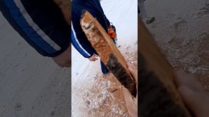 Первый пил пилки Stihl-361