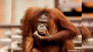 Ступица чери фора часть 2