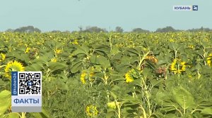 Карантин из-за опасного сорняка объявили в Красноармейском районе