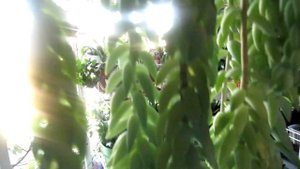 Очиток Моргана