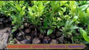 WELL WATERED THAI SWEET MALTA PLANT GARDEN || FULL SUN EXPOSURE || A GRADE PAN INDIA SWEET MOUSOMBI