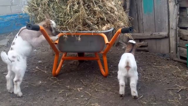 СУПЕРСКИЕ животные. Камерунские карликовые козочки. SUPER animals смотреть онлайн