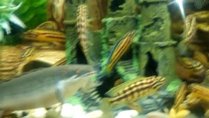 Сенегальский ПОЛИПТЕРУС и другие цихлиды (МАРЛИЕРИ И РЕГАНИ)