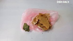 Дубовые листья, листья крапивы,  листья ореха в аквариуме как подкормка и дезинфицирующее средство!