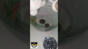 Чистка Монет Лимонной Кислотой.