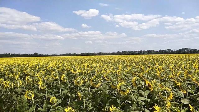 подсолнечник ноутил или прямой посев цветет равномерно красиво смотреть онлайн