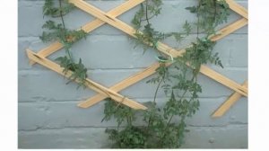 Лиана вислоплодник эккремокарпус Выращивание из семян в домашних условиях Фото сортов