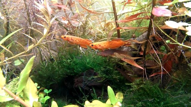 Aphyosemion Australe spawning 04.02.2014 смотреть онлайн