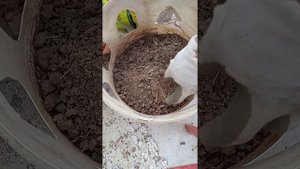 минеральная подкормка для голубей