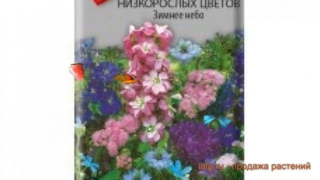 Смесь низкорослая Смесь низкорослых цветов Зимнее небо ? обзор: как сажать, семена смеси смотреть онлайн