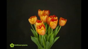 Tulipa Delta Storm