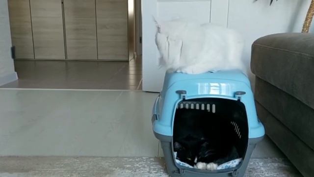 Двухъярусная кровать смотреть онлайн