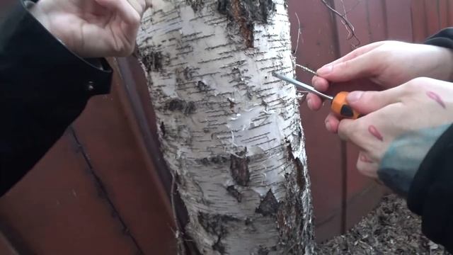 ДЕЛАЕМ ферму БЕРЁЗОВОГО СОКА / 5 ЛИТРОВ за 30 МИНУТ / 2021 смотреть онлайн