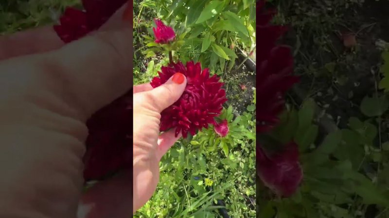 Астра Павлова #respect #шортс #топ #обзор #garden #растения#огород #красота #video#цветы#shorts