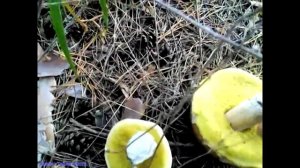 Полубелый гриб | Hemileccinum impolitum