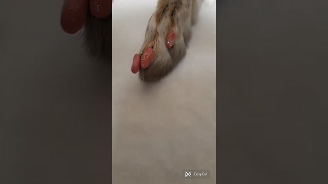 история о том как мою клиентку обманула её сестра смотреть онлайн