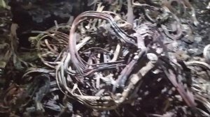 Металлокоп. Очень много меди!