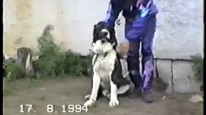 Мои собаки, 1994 год. Питомник ТОХУМ / My dogs, 1994. Nursery TOHUM