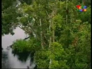 зона экваториальных лесов