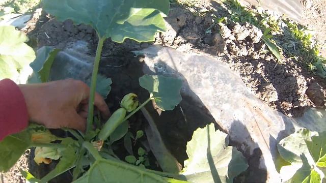 Арбузы Дыни Огурцы Кабачки Лагенария смотреть онлайн