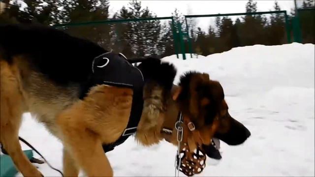 Клуб служебных и декоративных собак Элита. Иркутская область. г. Усть - Илимск смотреть онлайн