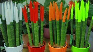 экзотические растения для дома