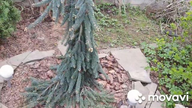 Обзор растений в саду. Посадила новые хвойные растения.Новое приобретение в хвойную коллекцию) смотреть онлайн
