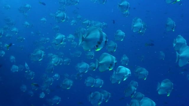 Ricoh WG-6: подводная съемка смотреть онлайн