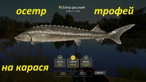 Русская рыбалка 4 / р. Ахтуба / Осетр русский(трофей) + сом, на живца