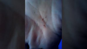 Посадка Комнатных Цветов - Бруссонетия Бумажное Дерево