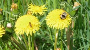 природа кировской области