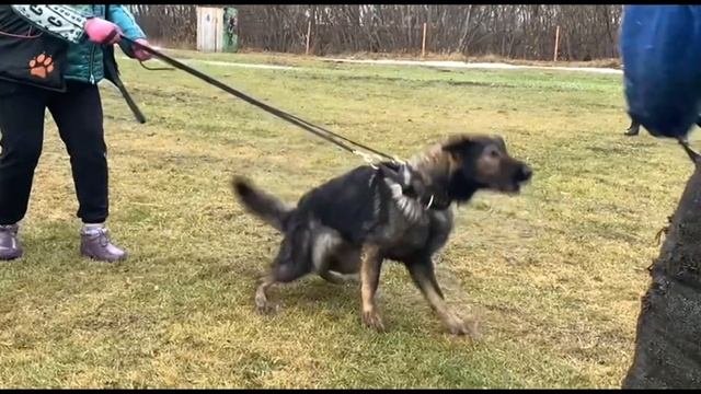 #немецкаяовчарка #germanshepherd #BlackberryhouseDeyeneris #workingdog тренировка на стадионе #ОЦСС
