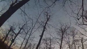 охота с лайками на медведя  Лайки загнали медведя на дерево