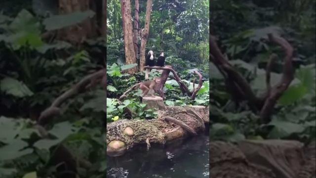 acrobat monkey