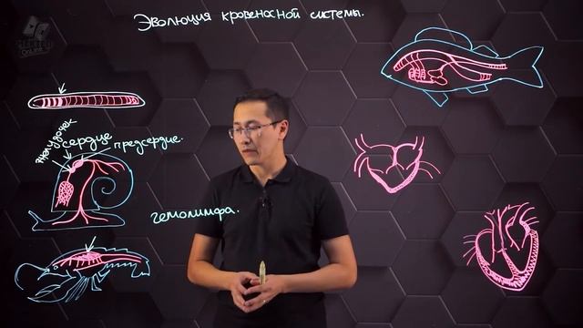 Эволюция и особенности строения сердечно-сосудистой системы животных. 8 класс.