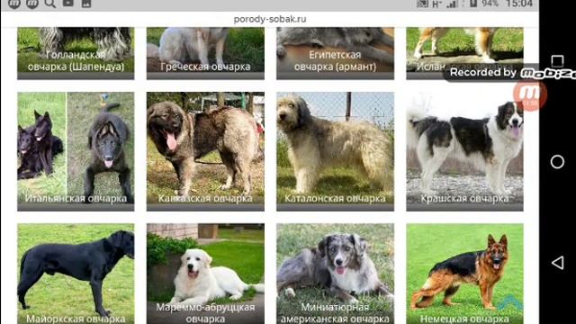 Разновидности овчарок. Собаки. Часть 1 смотреть онлайн