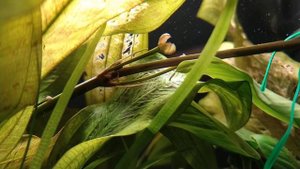 Дырки на листьях. Стрелка у Эхинодорус дала новые кустики. Жизнь в аквариуме