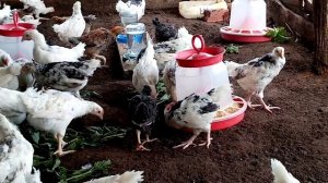 ЦЫПЛЯТА ПУШКИНСКОЙ ПОРОДЫ!! НОВОСЕЛЬЕ У ЦЫПЛЯТ!!!