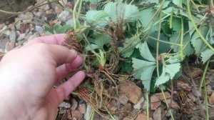 Размножение виктории или клубнику отводками.