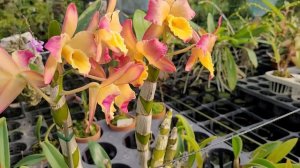 Dendrobium Oriental Smile 'Fantasy'