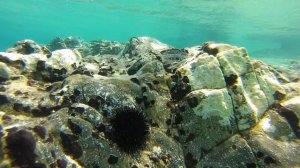 Эгейское море. Морские ежи и прочая живность