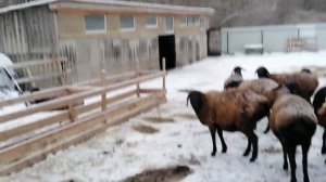 Кормление овец в зимний период, 05.12.23 год