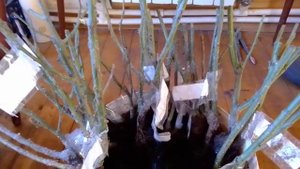 Саженцы роз из Новосибирска. Сибирские розы.