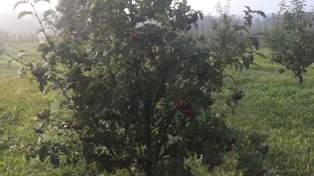 Рябина сладкоплодная сорта Пинк, Алая крупная, Гранатная, Бурка, Концентра, Невежинская.