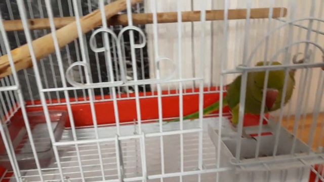 Клетка ожерелового попугая. Корм попугая.