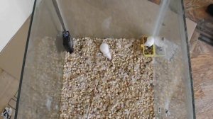 Тест эффективности воздействия на мышей отпугивателя «ГРАД А-550УЗ»