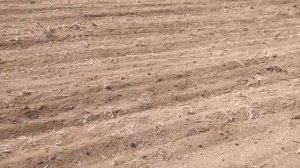 Испытание пружинной навесной бороны 9м. Боронование, закрытие влаги.