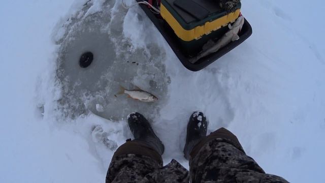 Такое бывает? Судак на мормышку?! Окуни кабаны! смотреть онлайн