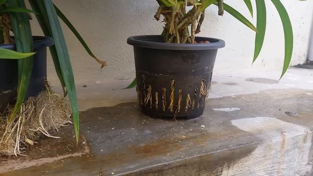 Basic Aquaponics - Pandanus Planting In Potted Gutterbed смотреть онлайн